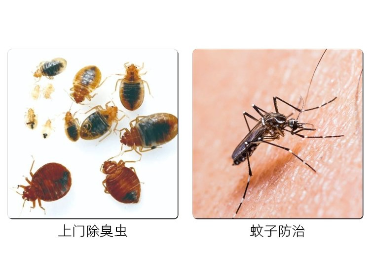 上门除臭虫，蚊子防治