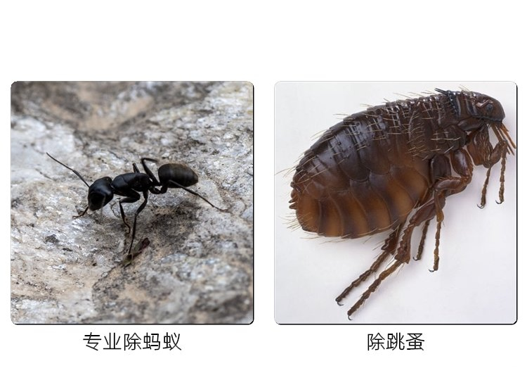 专业除蚂蚁，除跳蚤